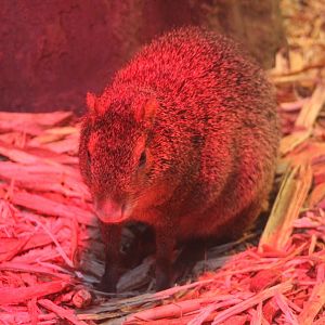 Azara agouti