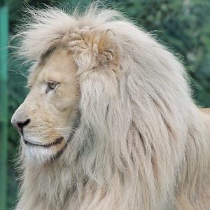 White lion