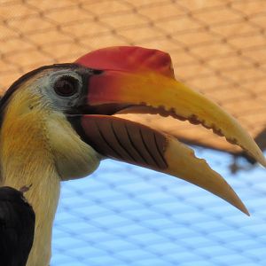 Wrinkled Hornbill