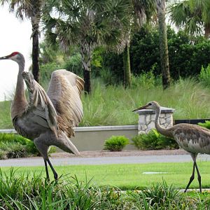 Florida sandhill crane