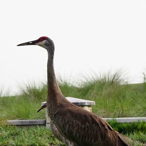 Florida sandhill crane