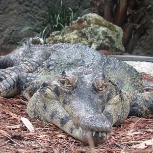 African slender-snouted crocodile