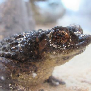 Puerto Rican crested toad