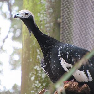 Blue-throated piping guan