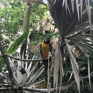 Discovery Forest— Blue and Gold Macaw
