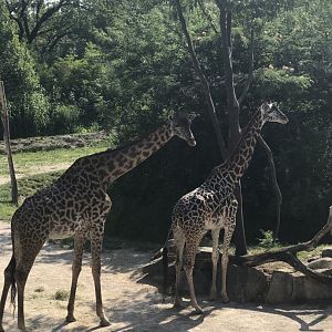Giraffe Ridge— Masai Giraffe