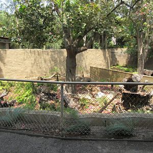 Tasmanian Devil Exhibit