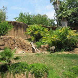 Lowland Gorilla Exhibit