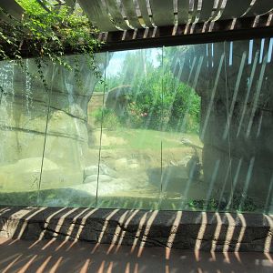 Lowland Gorilla Exhibit - poor viewing window