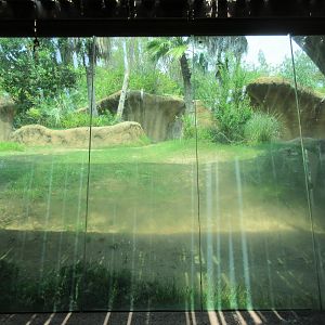 Lowland Gorilla Exhibit - another poor viewing window