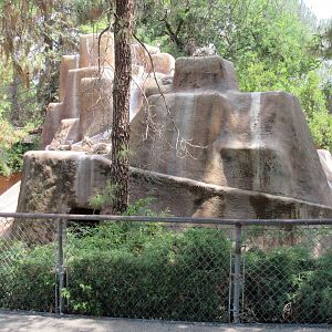 Desert Bighorn Sheep Exhibit
