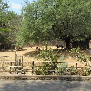 Peninsular Pronghorn Exhibit