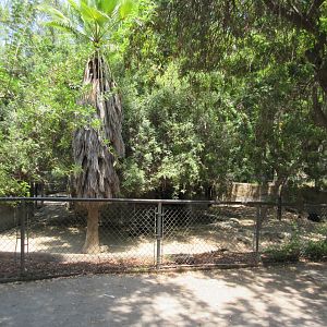 Mountain Tapir Exhibit