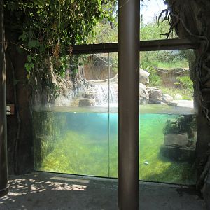 Giant River Otter Exhibit