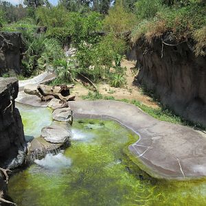 Giant River Otter Exhibit