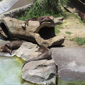 Giant River Otter Exhibit - 4 Otters