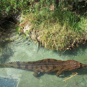Tomistoma
