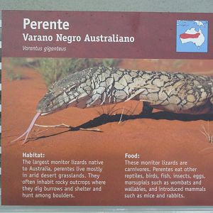 Interesting spelling choice (usually Perentie)