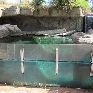 Harbour Seal Exhibit