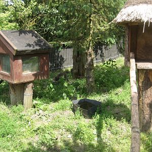 Blåvand Zoo - Raccoon exhibit