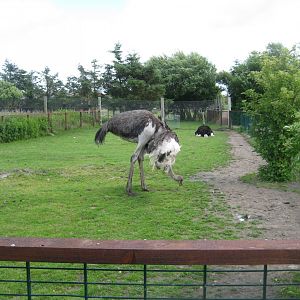 Blåvand Zoo - Ostrich exhibit