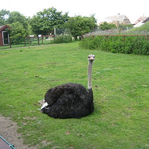 Blåvand Zoo - Ostrich exhibit