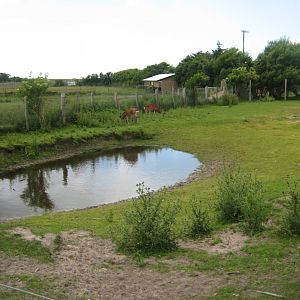 Blåvand Zoo - Sika deer exhibit