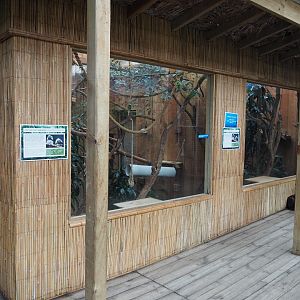 Cotton-top Tamarin Exhibit - July 2017