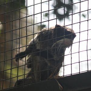 Emperor tamarin