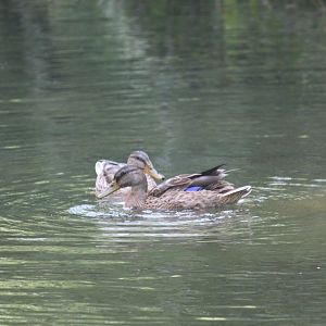 Wild Mallards