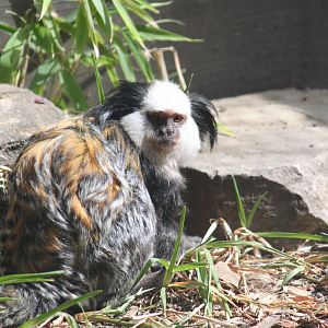 Geoffrey's marmoset