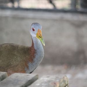 Giant wood-rail