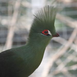 Guinea turaco