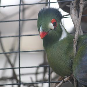 Turaco stuck in a vine