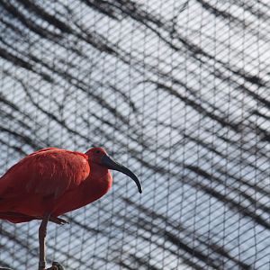 Scarlet ibis