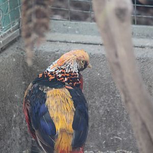 Golden pheasant