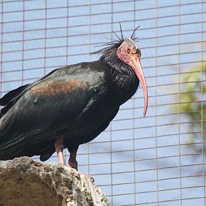 Northern bald ibis