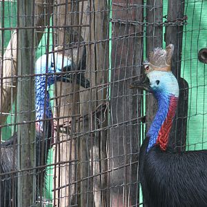 Separated Southern cassowaries