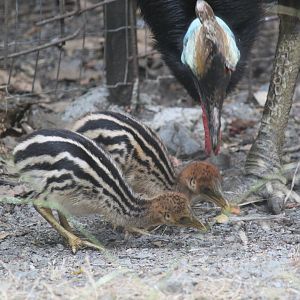 Cassowary chicks feeding