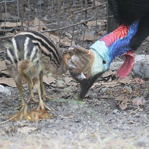 Cassowary chicks feeding