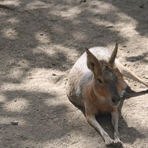 Patagonian cavy