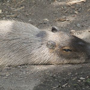 Capybara
