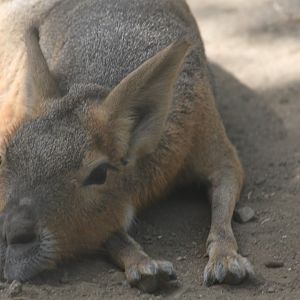 Patagonian cavy
