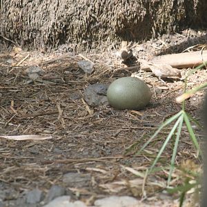 Guess who laid the egg?