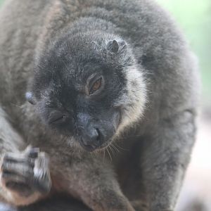 Brown lemur