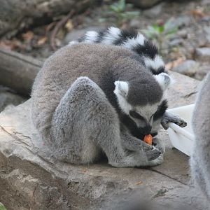 Ring-tailed lemur