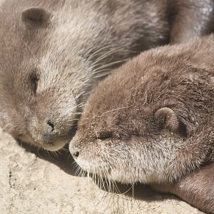 Oriental small-clawed otter