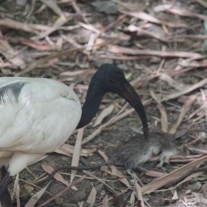 African sacred ibis and a dead rodent