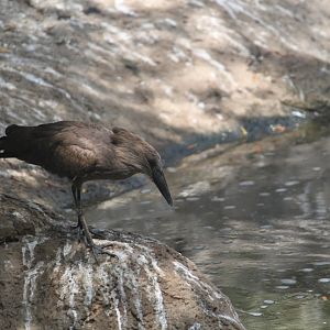 Hamerkop