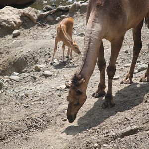 Dromedary camel and impala calf